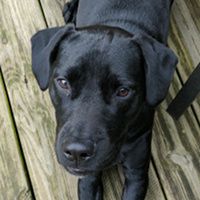 Ada the Dog